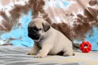 Carlos, a male Pug for sale in Sugarcreek, OH – 1 of 8