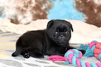Greg, a male Pug for sale in Sugarcreek, OH – 4 of 7