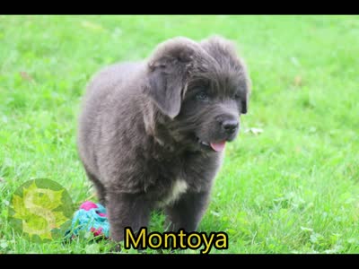 Montoya, a male Newfoundland for sale in Sugarcreek, OH – 9 of 9
