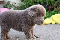 Dakota, a male Newfoundland for sale in Sugarcreek, OH – 5 of 5