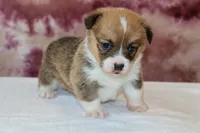 Valentine Sale Tina , a female Pembroke Welsh Corgi for sale in Sugarcreek, OH – Photo 2 of 9