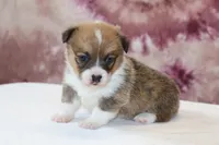 Valentine Sale Tina , a female Pembroke Welsh Corgi for sale in Sugarcreek, OH – Photo 5 of 9