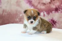 Valentine Sale Tina , a female Pembroke Welsh Corgi for sale in Sugarcreek, OH – Photo 4 of 9