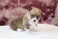 Valentine Sale Tina , a female Pembroke Welsh Corgi for sale in Sugarcreek, OH – Photo 1 of 9