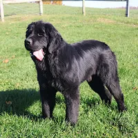 Valentine Sale Jonah, a male Newfoundland for sale in Sugarcreek, OH – Photo 9 of 9
