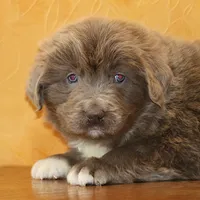 Valentine Sale Jonah, a male Newfoundland for sale in Sugarcreek, OH – Photo 5 of 9