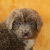 Valentine Sale Jonah, a male Newfoundland for sale in Sugarcreek, OH – Photo 6 of 9