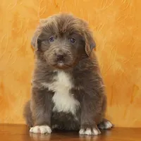 Valentine Sale Jonah, a male Newfoundland for sale in Sugarcreek, OH – Photo 2 of 9