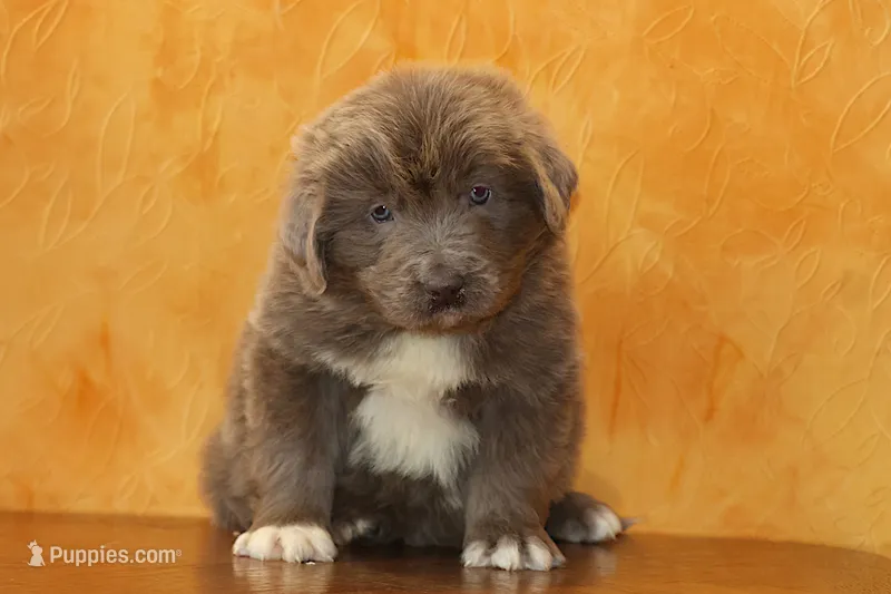 Valentine Sale Jonah