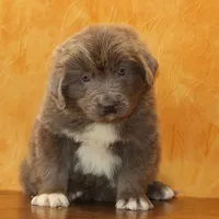 Valentine Sale Jonah, a male Newfoundland for sale in Sugarcreek, OH – Photo 1 of 9