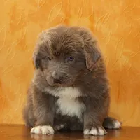 Valentine Sale Jonah, a male Newfoundland for sale in Sugarcreek, OH – Photo 4 of 9