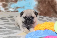 Monty, a male Pug for sale in Sugarcreek, OH – 6 of 7