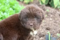 Talia, a female Newfoundland for sale in Sugarcreek, OH – 4 of 9