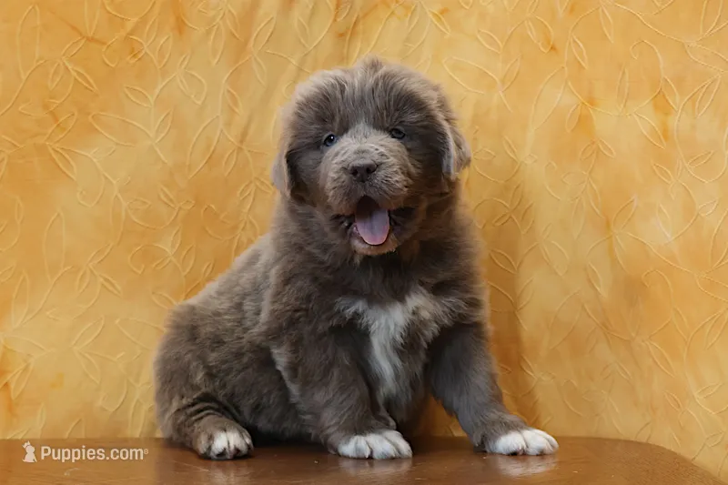 Valentines Sale Winston 