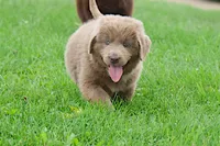 Bianca, a female Newfoundland for sale in Sugarcreek, OH – 9 of 10