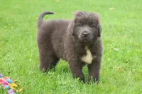Ulyssa, a female Newfoundland for sale in Sugarcreek, OH – 4 of 7