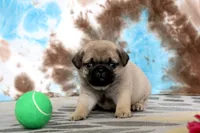 Carlos, a male Pug for sale in Sugarcreek, OH – 2 of 8