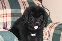 Amigo, a male Newfoundland for sale in Sugarcreek, OH – Photo 5 of 8