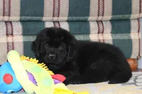 Amigo, a male Newfoundland for sale in Sugarcreek, OH – Photo 2 of 8