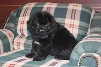 Amigo, a male Newfoundland for sale in Sugarcreek, OH – Photo 7 of 8