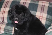 Amigo, a male Newfoundland for sale in Sugarcreek, OH – Photo 1 of 8