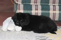 Amigo, a male Newfoundland for sale in Sugarcreek, OH – Photo 3 of 8
