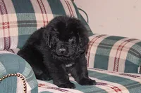 Amigo, a male Newfoundland for sale in Sugarcreek, OH – Photo 8 of 8