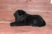 Amigo, a male Newfoundland for sale in Sugarcreek, OH – Photo 6 of 8