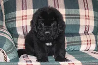 Amigo, a male Newfoundland for sale in Sugarcreek, OH – Photo 4 of 8