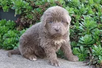 Dakota, a male Newfoundland for sale in Sugarcreek, OH – 1 of 5