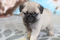 Monty, a male Pug for sale in Sugarcreek, OH – 5 of 7