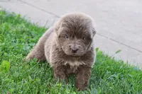 Dakota, a male Newfoundland for sale in Sugarcreek, OH – 2 of 5