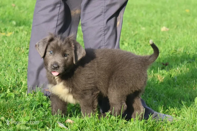 Tina – Newfoundland puppy for sale in Sugarcreek, OH
