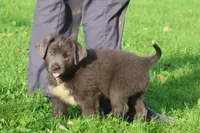 Tina, a female Newfoundland for sale in Sugarcreek, OH – 1 of 8