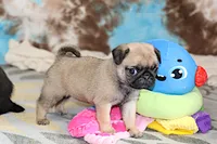 Sierra, a female Pug for sale in Sugarcreek, OH – 2 of 6