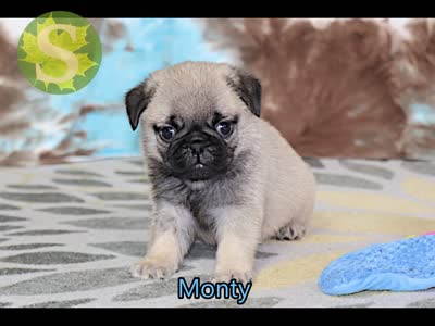Monty, a male Pug for sale in Sugarcreek, OH – 7 of 7