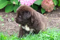 Talia, a female Newfoundland for sale in Sugarcreek, OH – 2 of 9