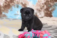Greg, a male Pug for sale in Sugarcreek, OH – 5 of 7