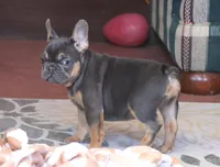 AKC, OFA, Ina, a female French Bulldog for sale in Sugarcreek, OH – Photo 2 of 8