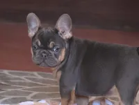 AKC, OFA, Ina, a female French Bulldog for sale in Sugarcreek, OH – Photo 4 of 8