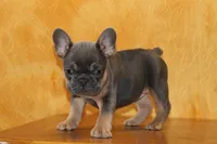 processed/b16fbb1b-ebee-4253-ae00-c5965cd92630/listing/616e37c7-aafb-4fd9-961a-4cfc35b1fde1/4c8bab6c-582e-47a2-a202-b4c09a9dce6e