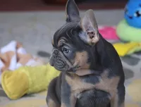 AKC, OFA, Ina, a female French Bulldog for sale in Sugarcreek, OH – Photo 3 of 8