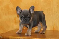 processed/b16fbb1b-ebee-4253-ae00-c5965cd92630/listing/616e37c7-aafb-4fd9-961a-4cfc35b1fde1/94092828-2b37-424e-bac5-f874d7a1e8b3