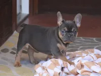 AKC, OFA, Ina, a female French Bulldog for sale in Sugarcreek, OH – Photo 5 of 8