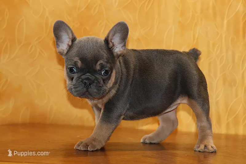 Valentine day Sale Ina