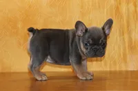 processed/b16fbb1b-ebee-4253-ae00-c5965cd92630/listing/616e37c7-aafb-4fd9-961a-4cfc35b1fde1/fbb03582-df1a-4df9-9c22-b89d71709b88