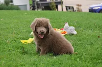 Bianca, a female Newfoundland for sale in Sugarcreek, OH – 2 of 10