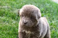 Dakota, a male Newfoundland for sale in Sugarcreek, OH – 4 of 5