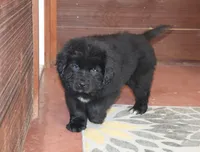 AKC, OFA, CH Dakota, a male Newfoundland for sale in Sugarcreek, OH – Photo 1 of 5