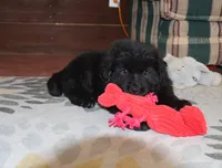 AKC, OFA, CH Dakota, a male Newfoundland for sale in Sugarcreek, OH – Photo 5 of 5